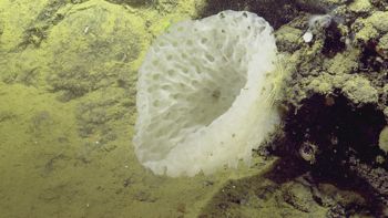 Media type: image;   Invertebrate Zoology 153111 Description: live specimen;
